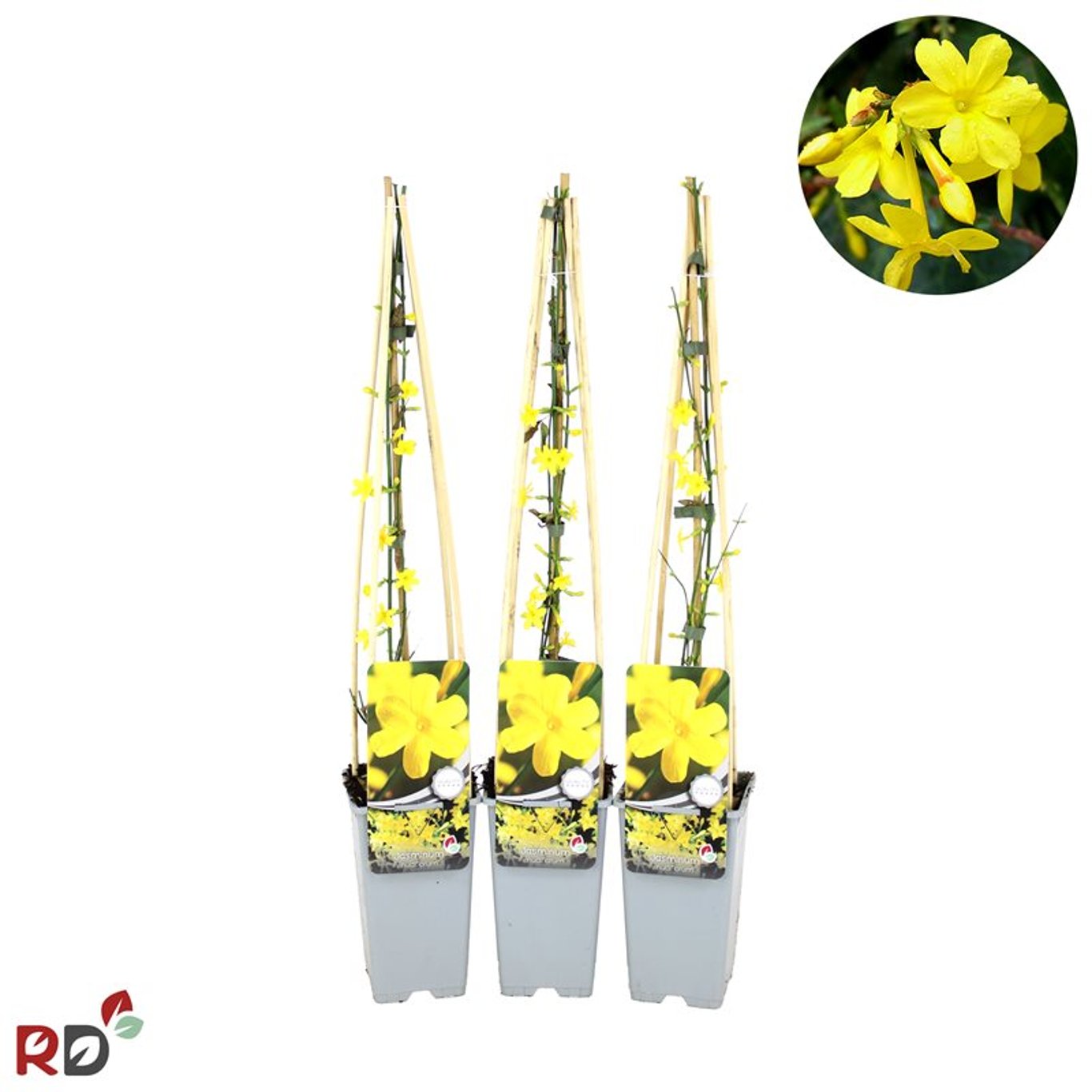 Vinterjasmin – Jasminum nudiflorum - C2 70/+ CM